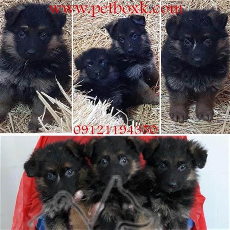 فروش توله های ژرمن شپرد مو کلاسیک با کیفیت عالی 