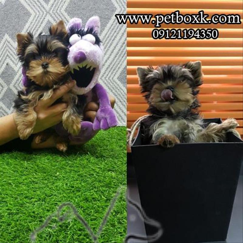 فروش توله يورك شاير تى كاپ