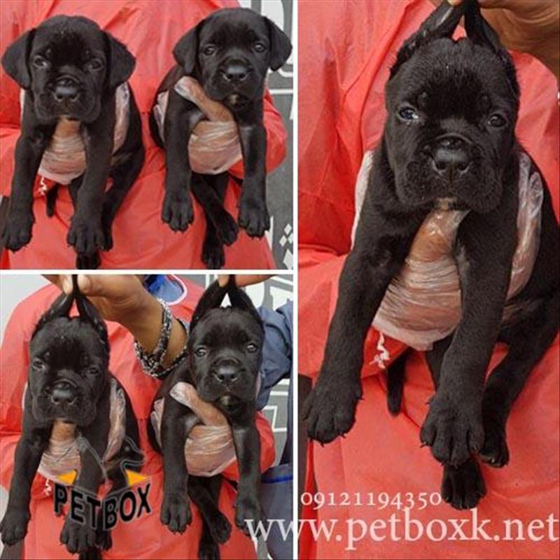 توله های قدرتمند کن کورسو