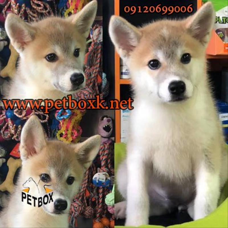  توله ی خاص و زیبا جاپانیز آکیتا