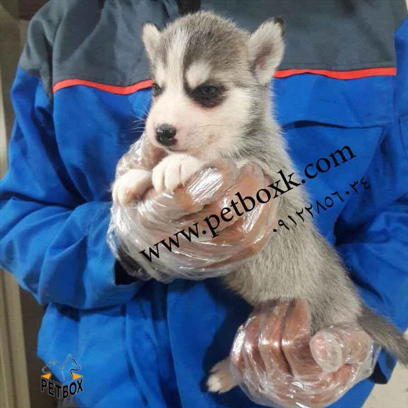 فروش توله های هاسکی خاکستری