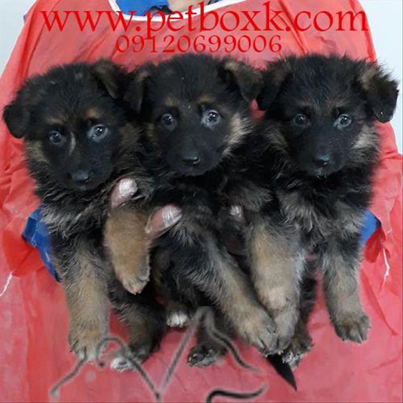 فروش توله های ژرمن شپرد مو کلاسیک با کیفیت عالی 