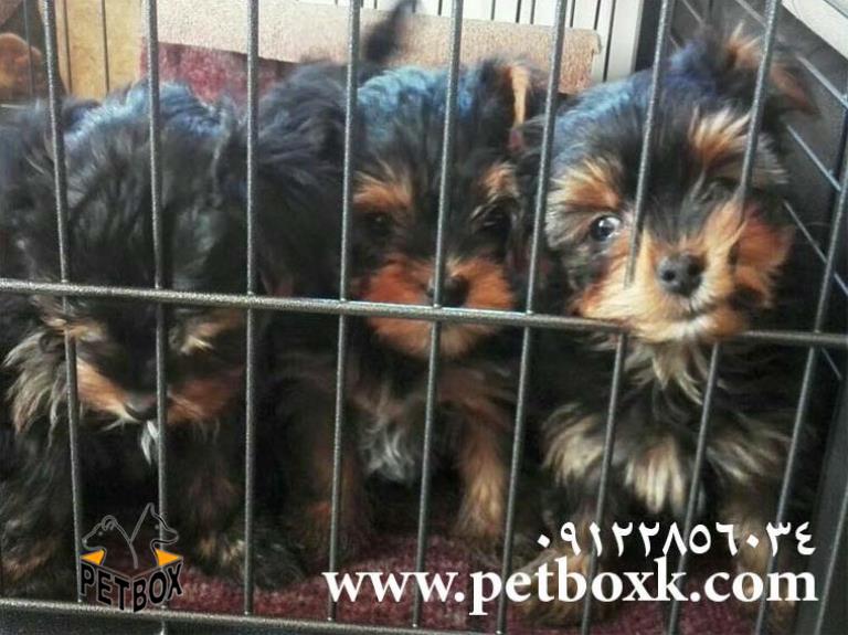  فروش ییورک شایر وارداتی