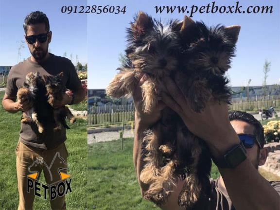  فروش یورک شایر عروسکی