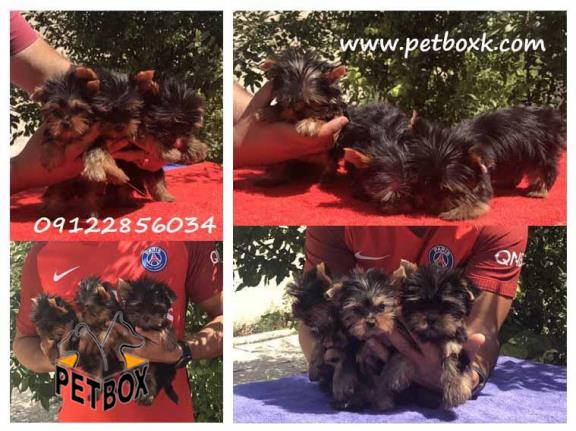  فروش یورکشایر سایز ریز وارداتی