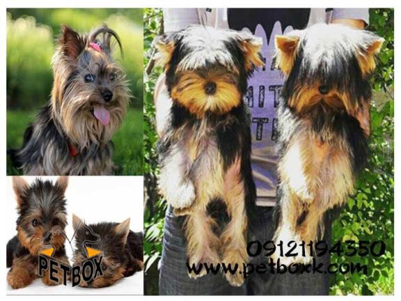  فروش مینی یورکشایر تریر