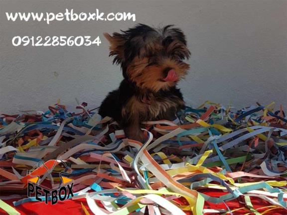 یورکشایر سایز ریز ماده وارداتی 