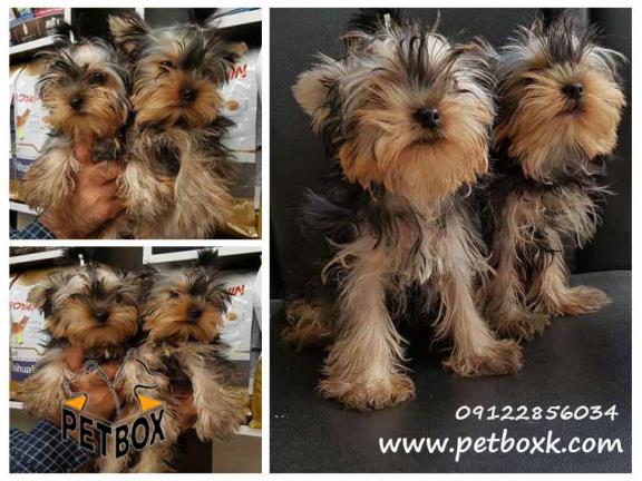 فروش مینی یورکشایر ملوس پشمالو