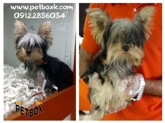 فروش اقا مینی یورکشایر 