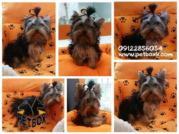 فروش مینی یورکشایر نر عروسکی