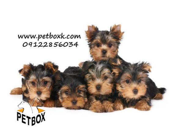 فروش یورکشایر باکیفیت