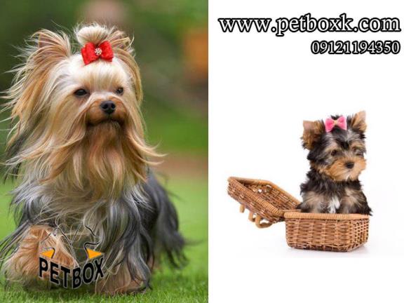 فروش توله يورك شاير تى كاپ