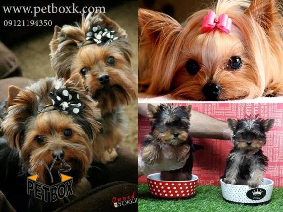 فروش توله های زیبای ابریشمی یورکشایرتریر