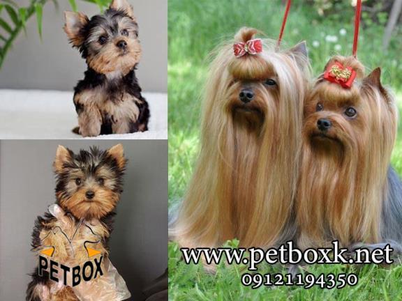 فروش توله های اشرافی وابریشمی یورکشایر
