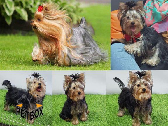 فروش توله اشرافی و دوست داشتنی یورکشایر