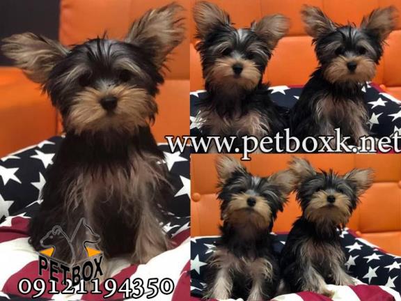 توله های اشرافی وابریشمی یورکشایر