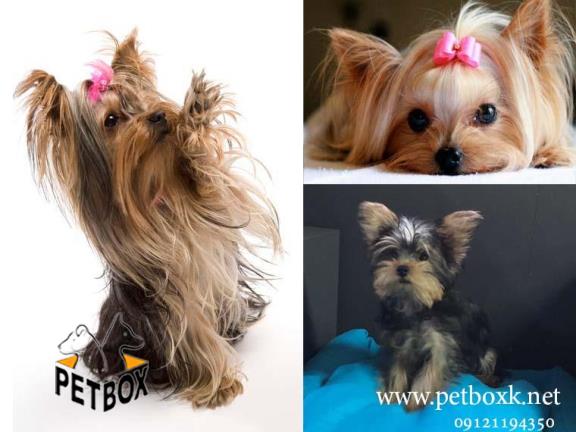 فروش توله اشرافی یورکشایر تریر 