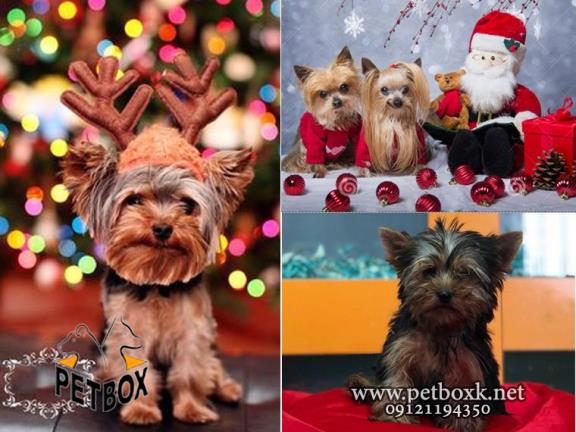 سگ یورکشایر مینی وارداتی 