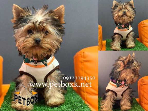 سگ یورکشایر عروسکیِ عروسک 