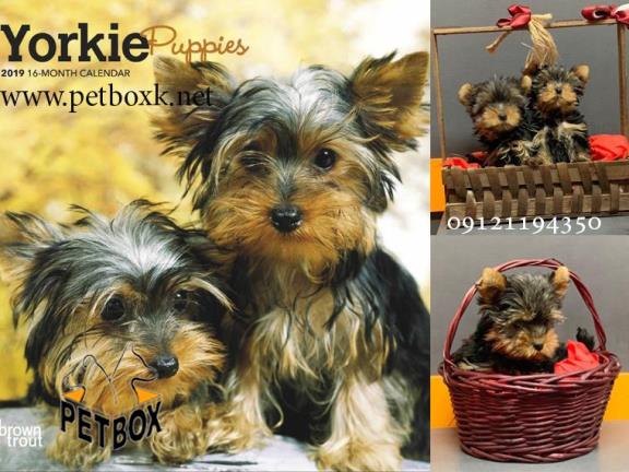 توله سگ یورکشایر تیکاپ وارداتی