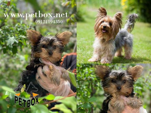 فروش توله سگ یورکشایر تیکاپ                                               