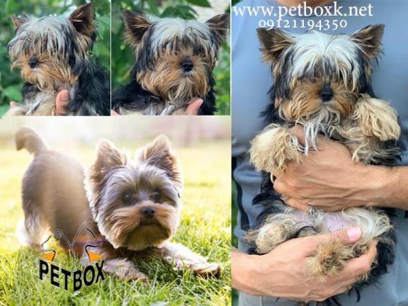 توله یورکشایر وارداتی 