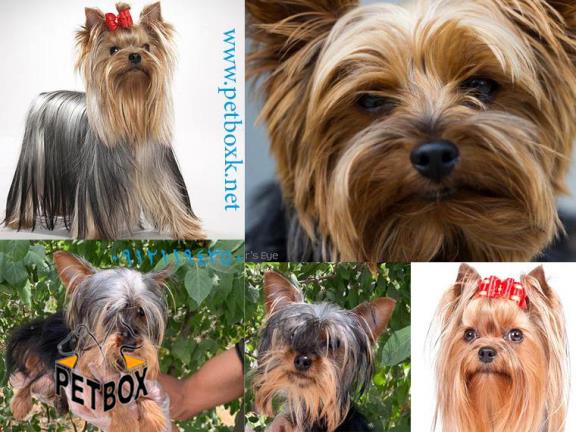 فروش توله یورکشایر وارداتی