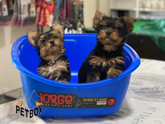 فروش توله های یورک شایر سایز ریز