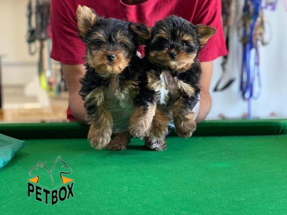 فروش توله های اپارتمانی یورک شایر 