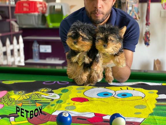 فروش توله ی یورک شایر تی کاپ 