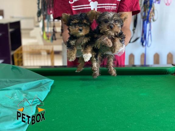 فروش توله ی یورک شایر سایز تی کاپ 