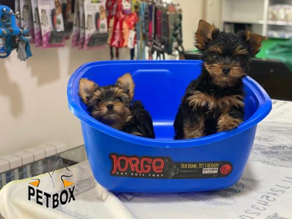 فروش توله ی یورک شایر تی کاپ 