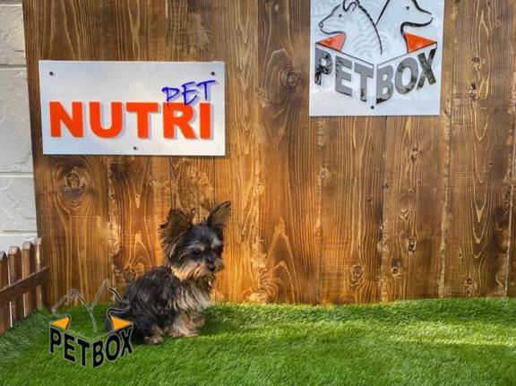 فروش توله های یورکشایر سایز ریز وارداتی