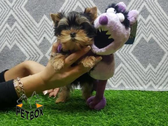 فروش توله های یورک شایر سایز ریز