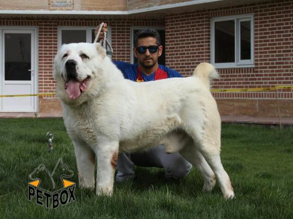 فروش آلابای با اناتومی فوق العاده 