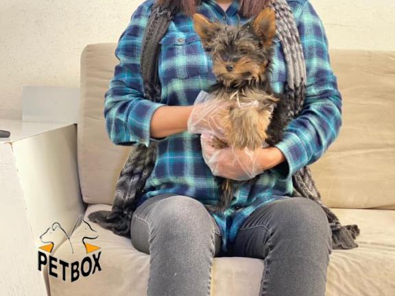 فروش توله ی یورکشایر وارداتی سایز ریز 