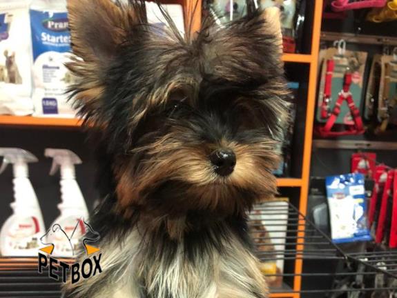 فروش یورکشایر سایز ریز از مولد وارداتی