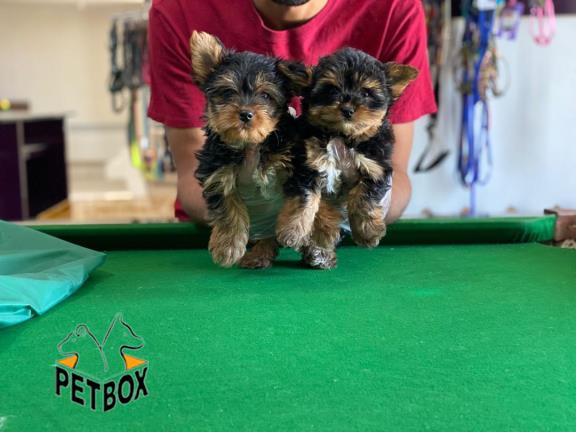 فروش توله های یورک شایر سایز ریز وارداتی