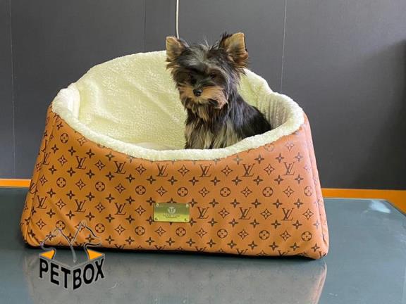 فروش توله های یورک شایر سایز ریز وارداتی