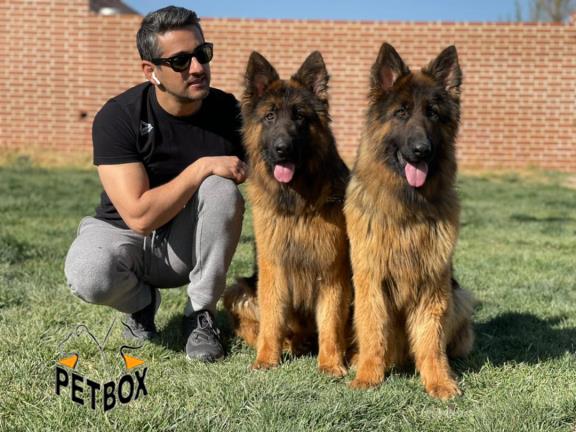 فروش  ژرمن شپرد با خط خونی و اناتومی فوق العاده 