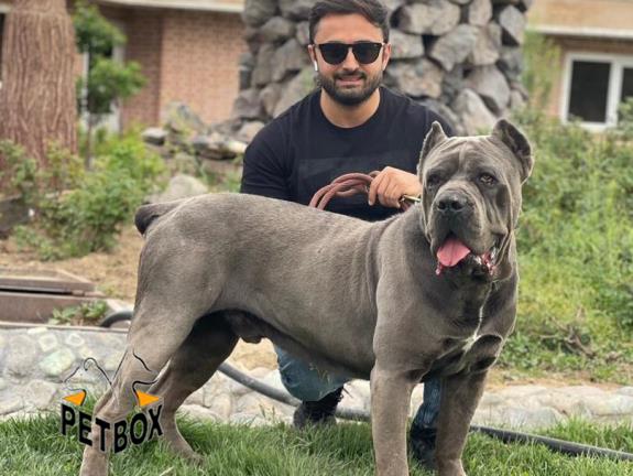 فروش توله های کن کورسو سر و کله درشت