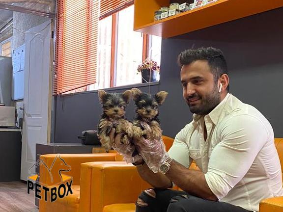 فروش توله های یورکشایر