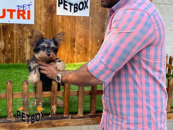 فروش توله های اپارتمانی یورک شایر