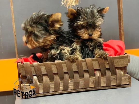 فروش توله های اپارتمانی یورک شایر 