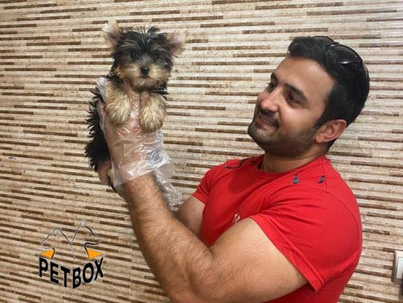 فروش توله های یورک شایر سایز ریز