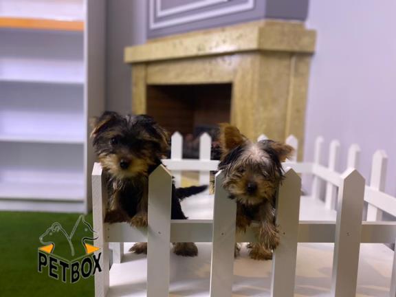 فروش یورکشایر سایز ریز از مولد وارداتی