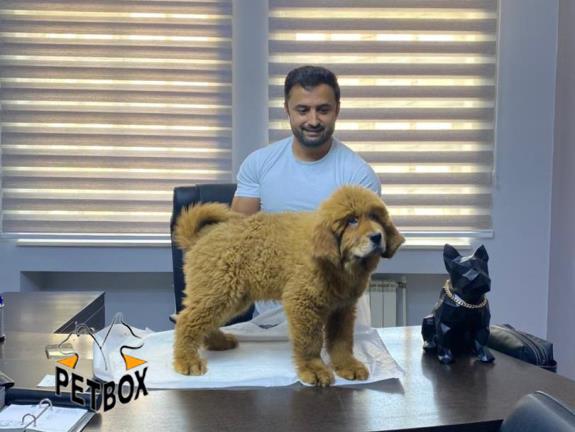 فروش ماستیف تبتی