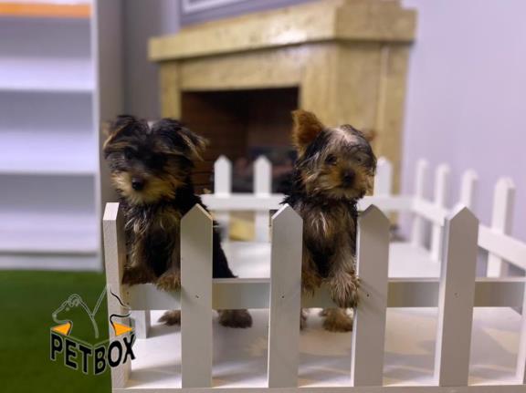 فروش توله های یورک شایر سایز ریز