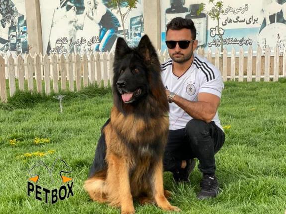فروش توله های ژرمن شپرد با خط خونی و اناتومی فوق العاده 
