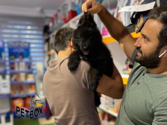 فروش  بلک ژرمن   با اناتومی بدن فوق العاده
